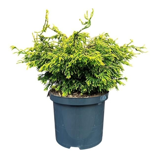Picture of Chamaecyparis o. Gitte P23 (5 Ltr)
