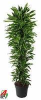 Dracaena Gold Coast branched