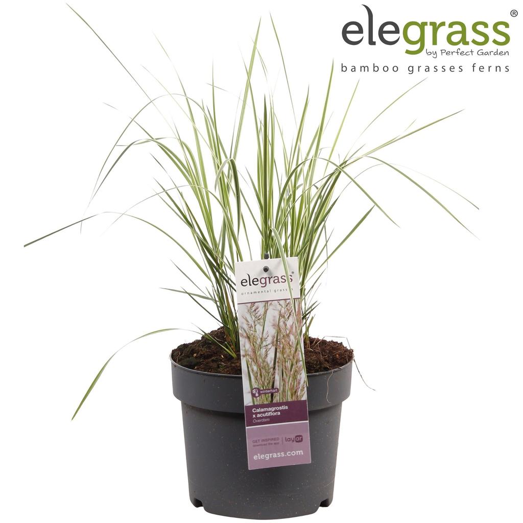 Afbeeldingen van Calamagrostis x acutiflora Overdam P14