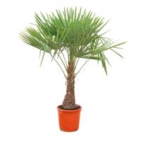 Trachycarpus Fortunei