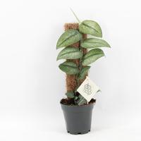 Rhaphidophora Hongkongensis Variegata