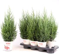 Juniperus chin. Stricta