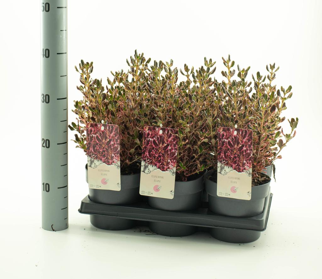 Picture of Coprosma Eclips P19 (3 Ltr)
