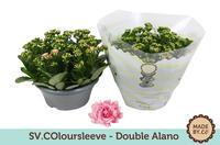 Kalanchoë Double Alano in SV.COloursleeve