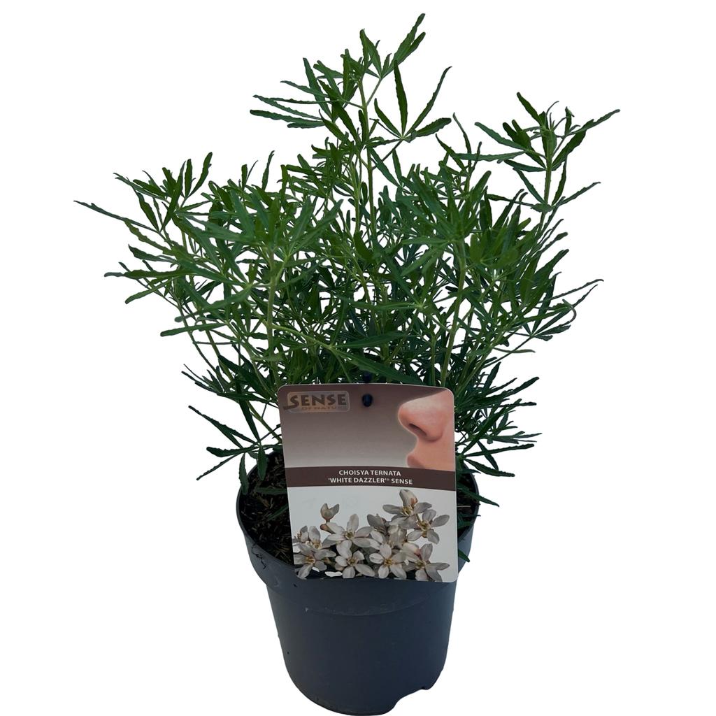 Obrázek Choisya ter. White Dazzler P17 (2 Ltr)