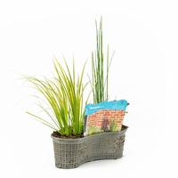 varieties in basket oval 40 cm whit 4 Plant