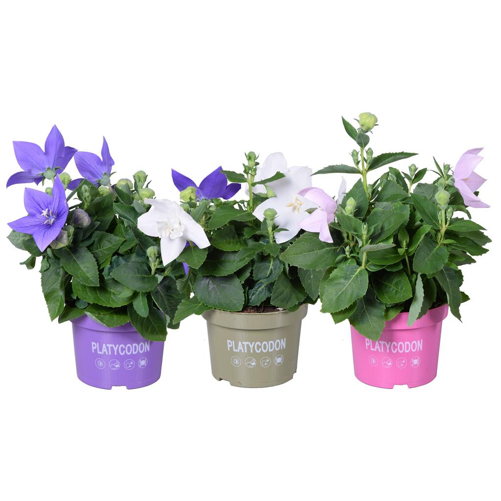 Bild von Platycodon grandiflorus in varieties on shelf P13 25CM