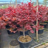 Acer pal. Red Emperor
