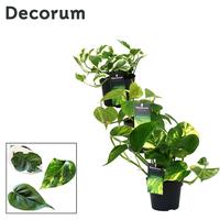 Mix Scindapsus (Epipremnum) / Philodendron