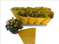 Kalanchoe Calandiva in varieties in special sleeve