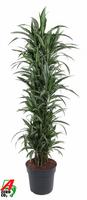 Dracaena Ulises branched