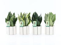 Sansevieria Mix in Banksy ceramic