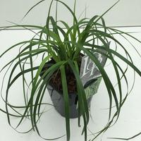 Carex osh. Evergreen