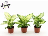 Dieffenbachia in varieties