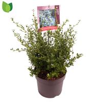 Ceanothus imp. Victoria