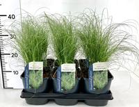 Carex com. Frosted Curls