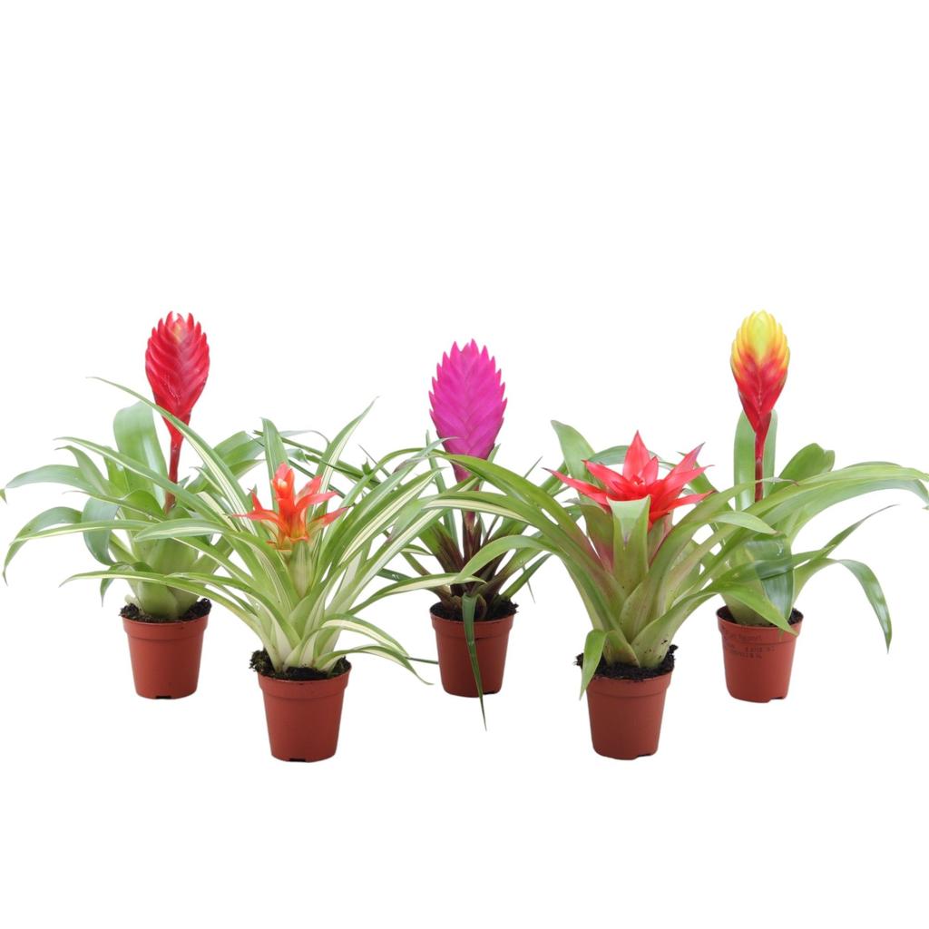 Picture of Bromini in varieties P5.5 20CM