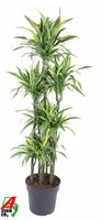 Dracaena Lemon Lime 120-carrousel