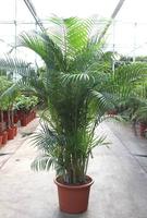 Dypsis lutescens (Areca)