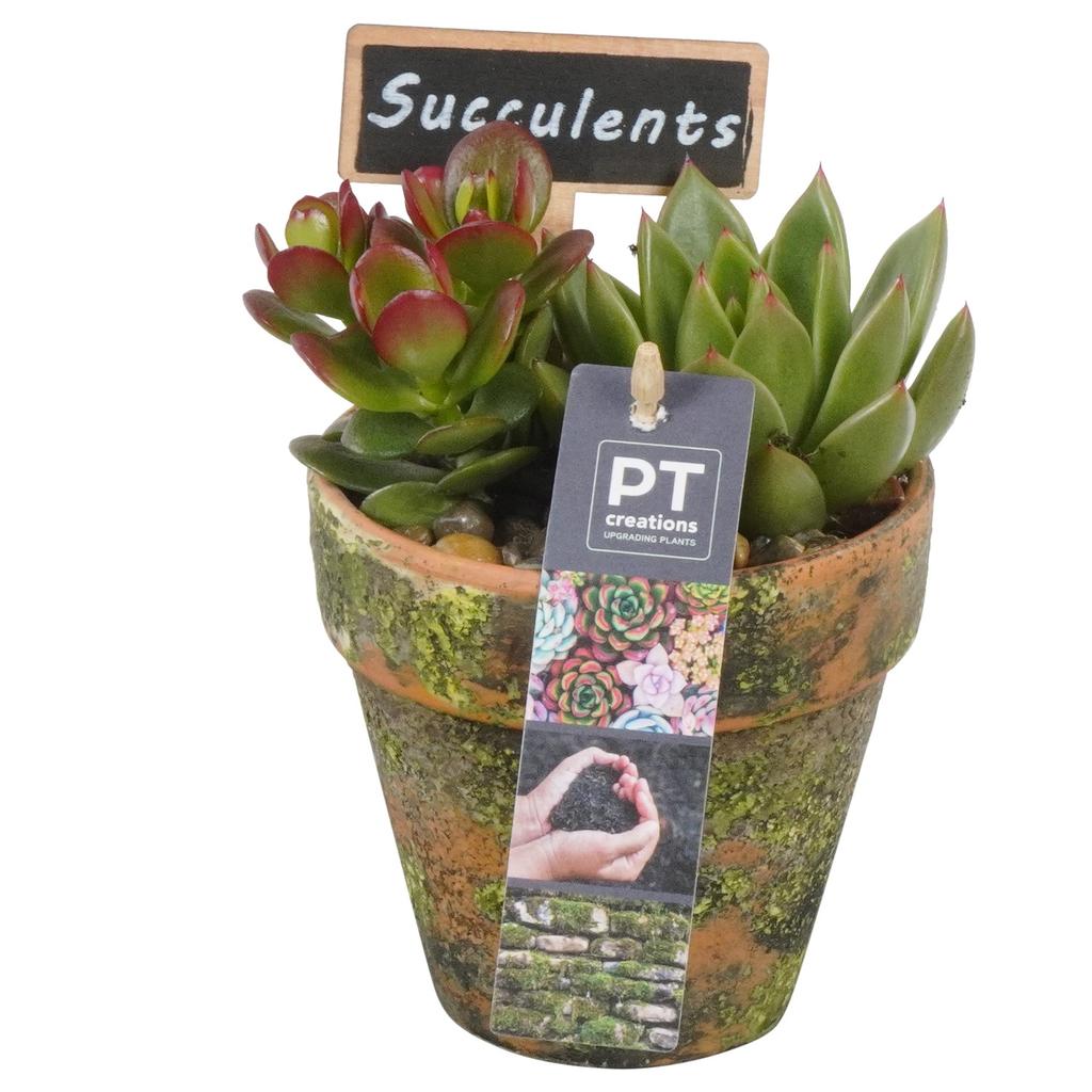 Afbeeldingen van PTSU8433 Arrangement Succulents in terracotta pot P10 16CM