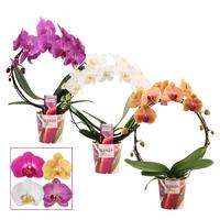 Phalaenopsis Bow in varieties (Scenza)