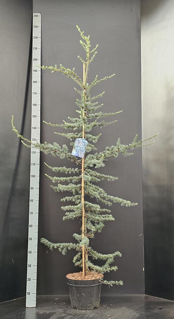 Picture of Cedrus libani Glauca P29 (10 Ltr)