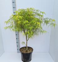 Acer pal. Koto-no-ito