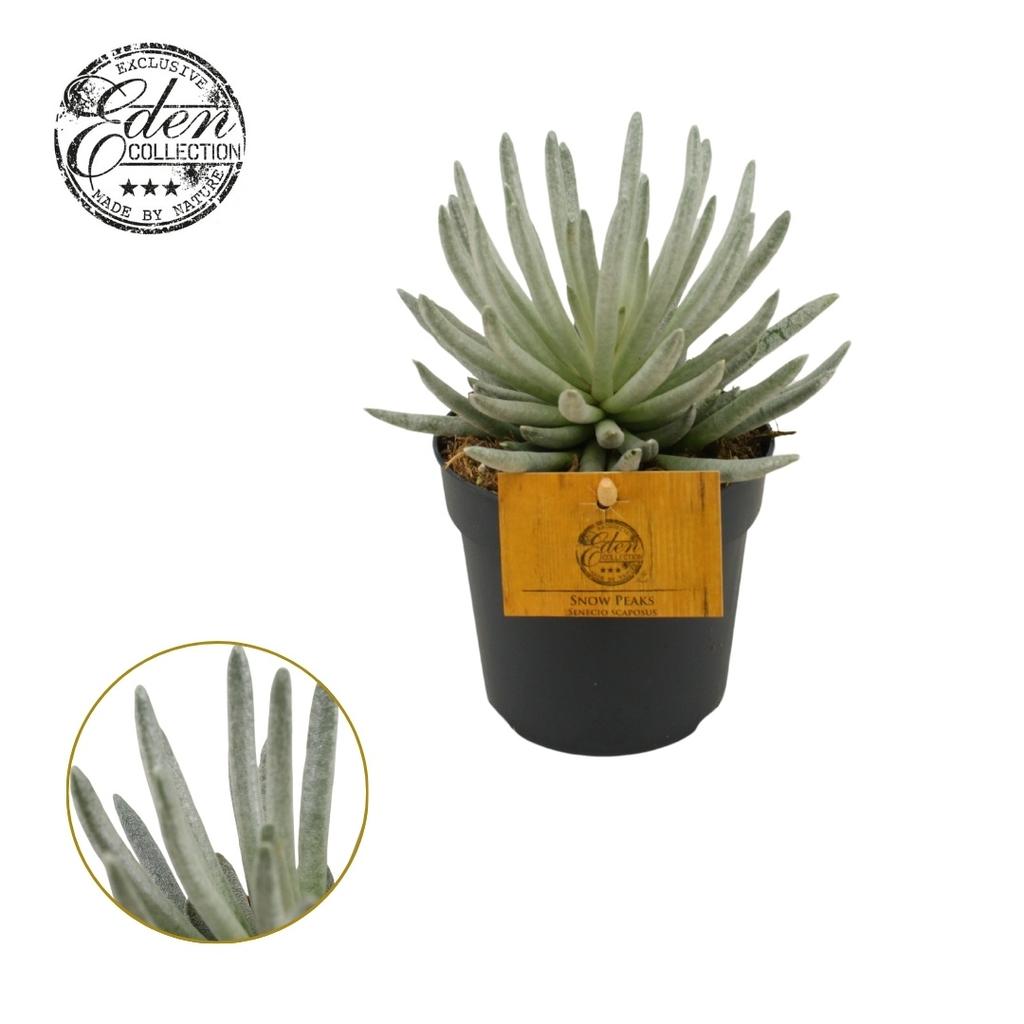 Picture of Senecio Scaposus P10.5 15CM
