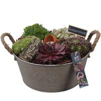 PTS7303 Arrangement Sempervivum in metal pot