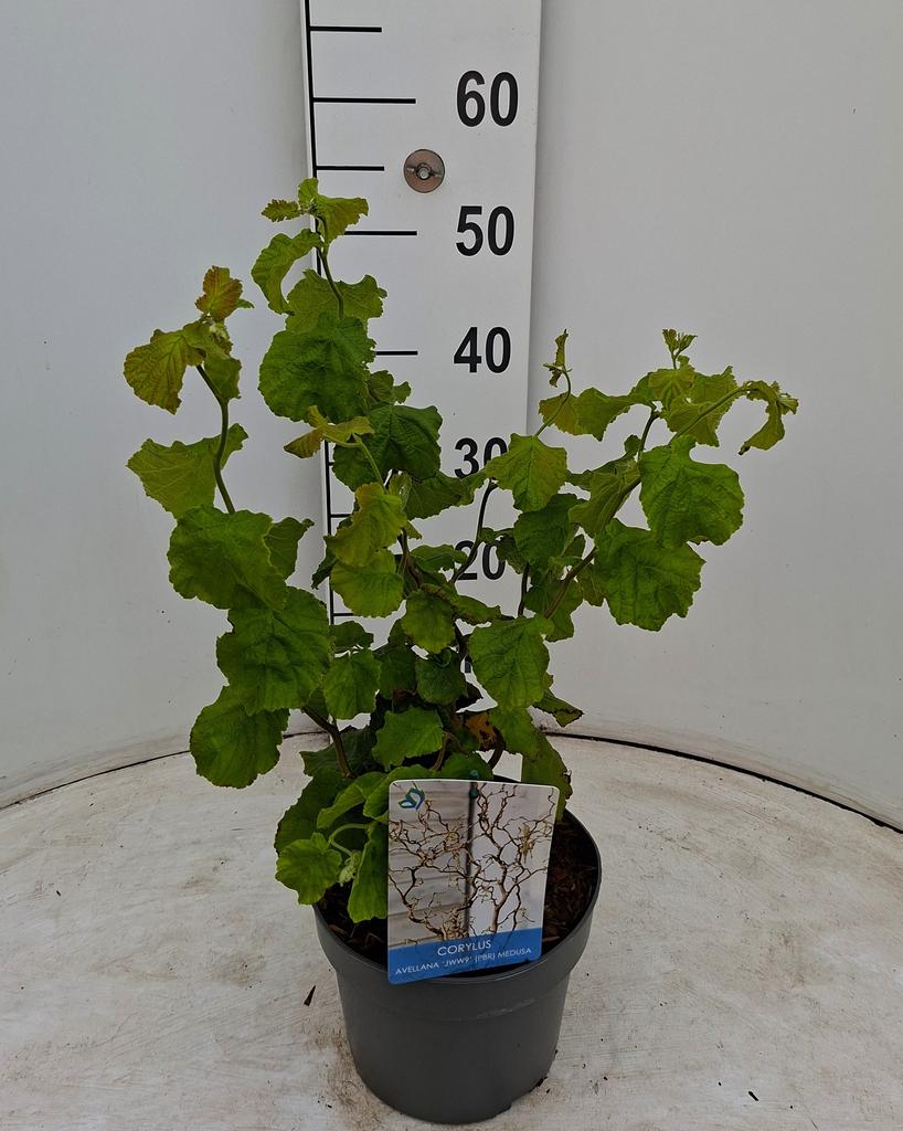 Picture of Corylus av. Medusa P21 50CM
