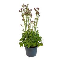 Astrantia premium Pink