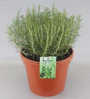 Rosmarinus officinalis
