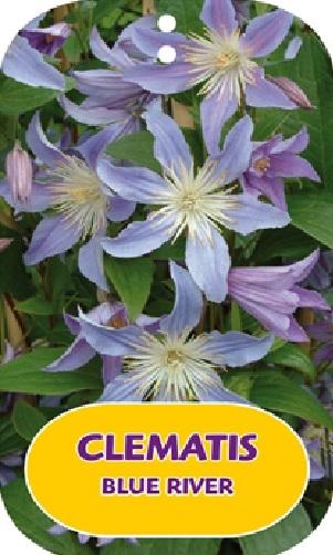 Picture of Clematis Blue River P15 (2 Ltr/high) 80/100