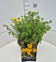 Potentilla f. Goldfinger