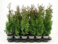 Thuja occ. Degroot Spire