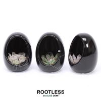 Echeveria ROOTLESS in Egg black