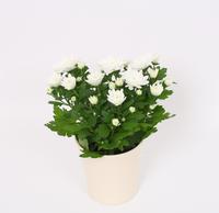 Chrysant White in white ceramic