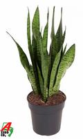 Sansevieria zeylanica