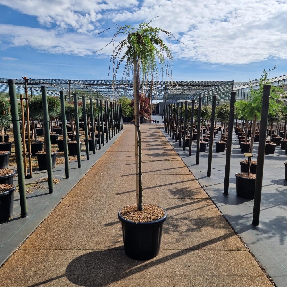 Picture of Larix decidua Puli C25 120/STD