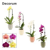 Phalaenopsis hybrid cascade varieties in Pato (Deco-collection)