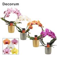Phalaenopsis hybrid bow varieties in Gabriël (Deco-collection)