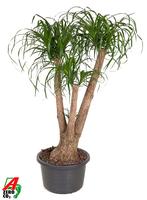 Nolina recurvata branched - 3ft