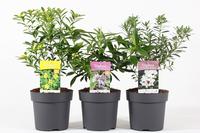 Daphne in varieties