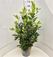 Prunus l. Rotundifolia