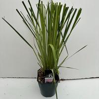 Cortaderia sell. Rosea