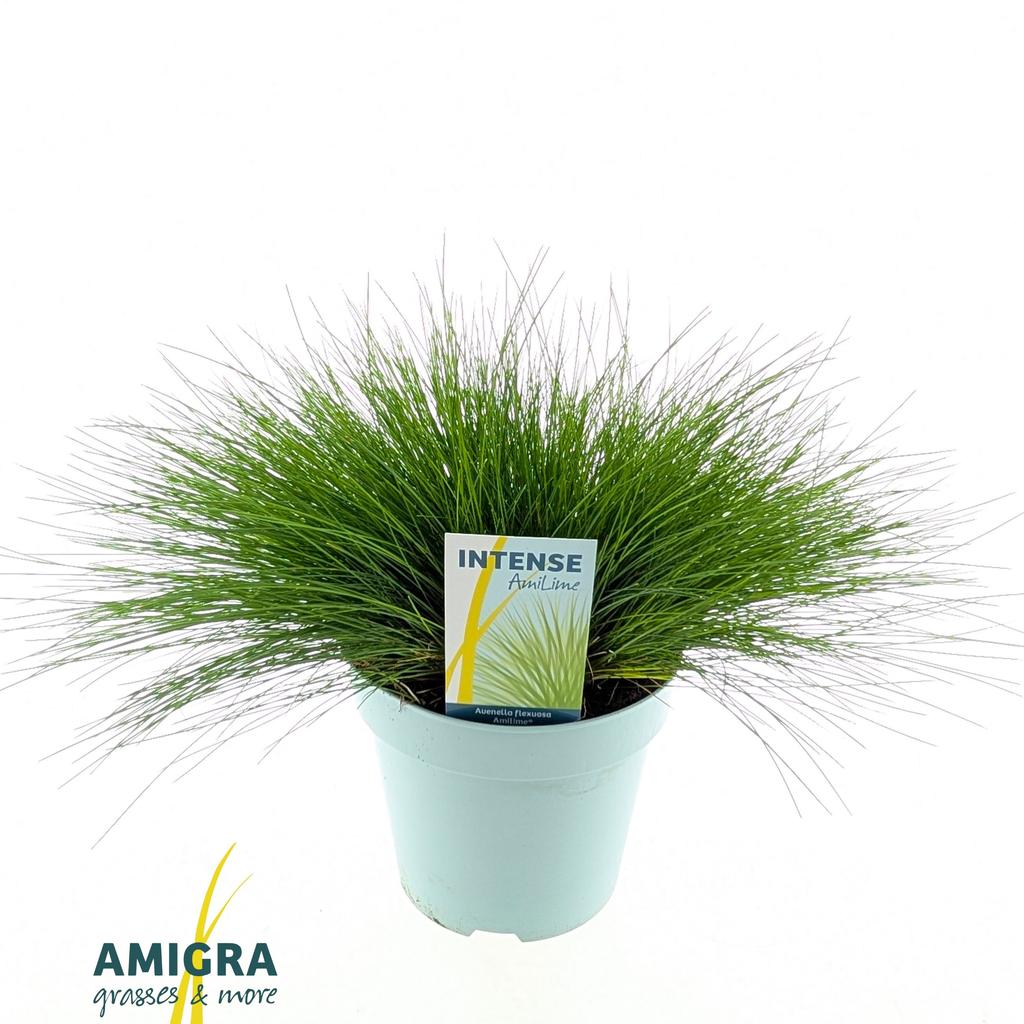 Obrázok z Deschampsia flexuosa AmiLime® P17 (2 Ltr)