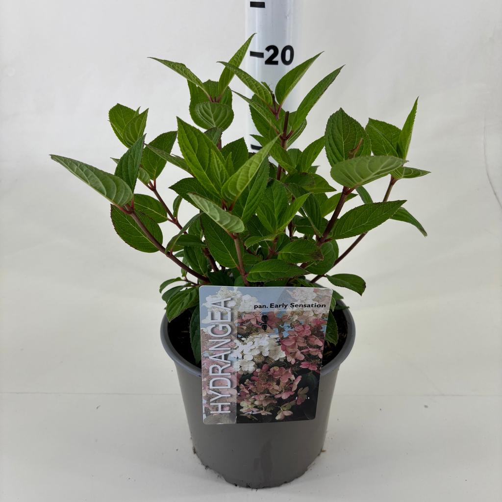 Picture of Hydrangea pan. Bulk Early Sensation P19 (3 Ltr)