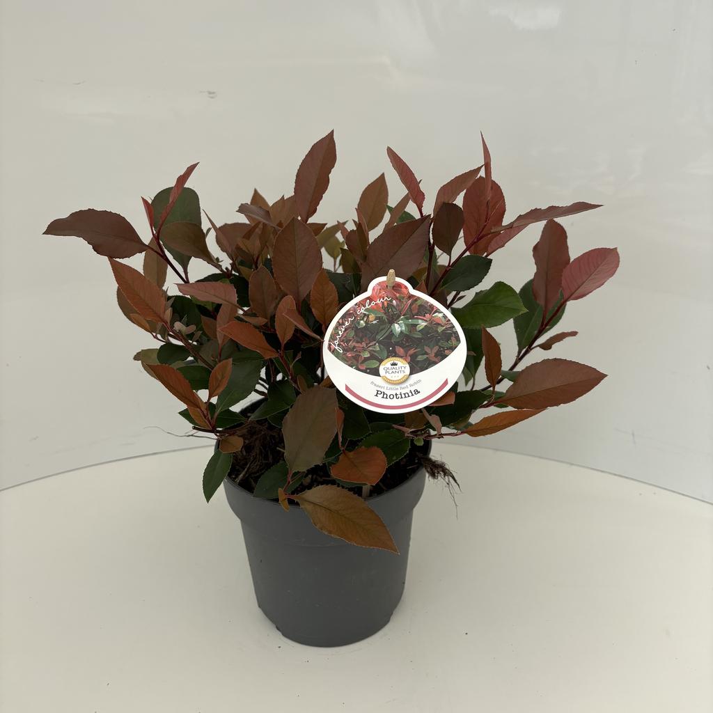 Picture of Photinia fras. Little Red Robin P17 (2 Ltr)