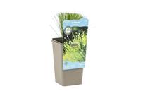 Scirpus cernuus cup