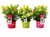Hydrangea pan. Gardenlights in varieties